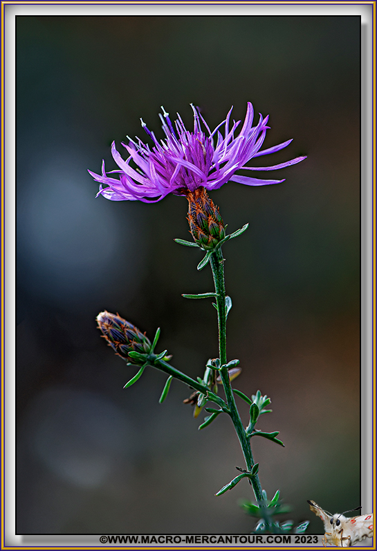 Centaurée en panicule